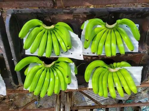 大香蕉之国产,大香蕉之国的繁荣与传奇  第2张