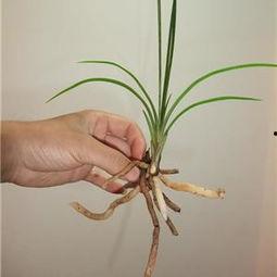 国产草b,绿色生态，引领未来农业发展新潮流  第2张