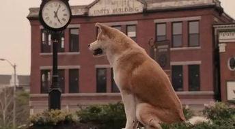 国产人与狗,探寻人类与动物和谐共生的奥秘  第2张