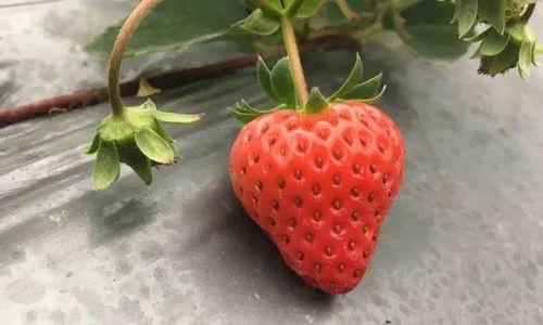 草莓国产在线,品味本土鲜甜，共筑绿色食尚  第3张